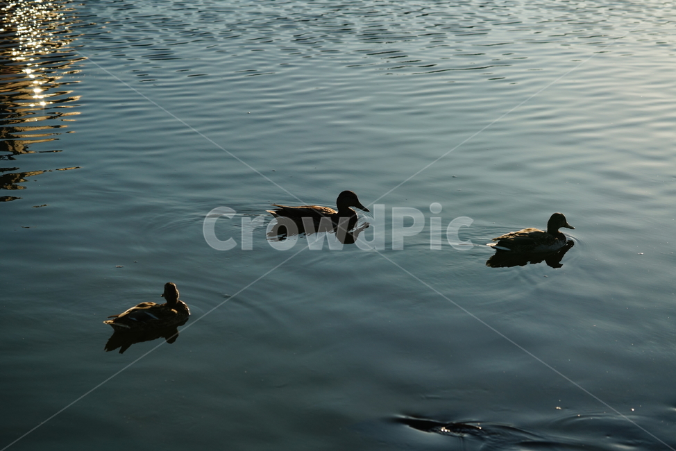 오리,새,생물,동물,duck,bird,생명,animal,동물,animal,조류,새,birds