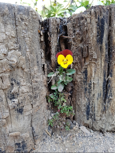 식물,꽃,한송이꽃,flower,blossom,식물,자연,plants,nature,꽃,flower