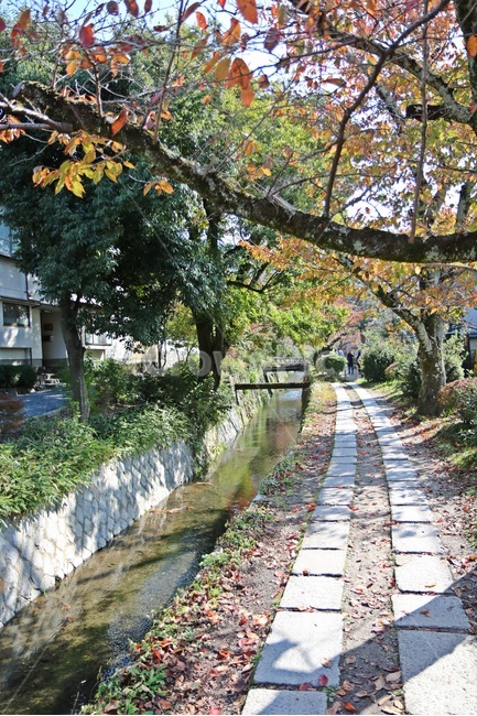 철학자의길,쿄토,kyoto,philosophersroad,철학자길,자연,풍경,nature,landscape,해외,외국,세계,foreign,oversea,world