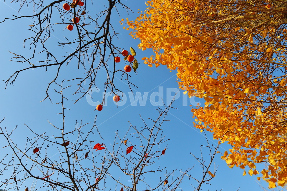 감나무,가을,은행나무,계절,나무가지,가을,계절,fall,autumn,season,식물,자연,plants,nature,과일,열매,fruit,leaf,잎,plant,tree,나무