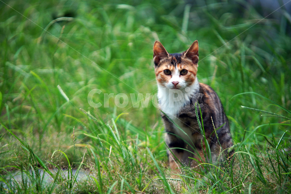고양이,길냥이,냥이,반려묘,동물,cat,동물,animal,포유류,mammal,고양이,cat,kitten,kitty