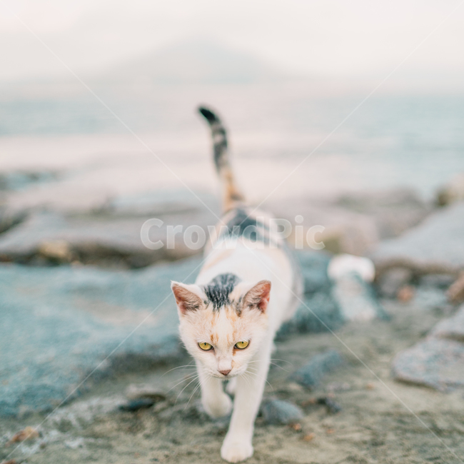 고양이,반려묘,애완동물,동물,cat,pet,animal,동물,animal,포유류,mammal,고양이,cat,kitten,kitty