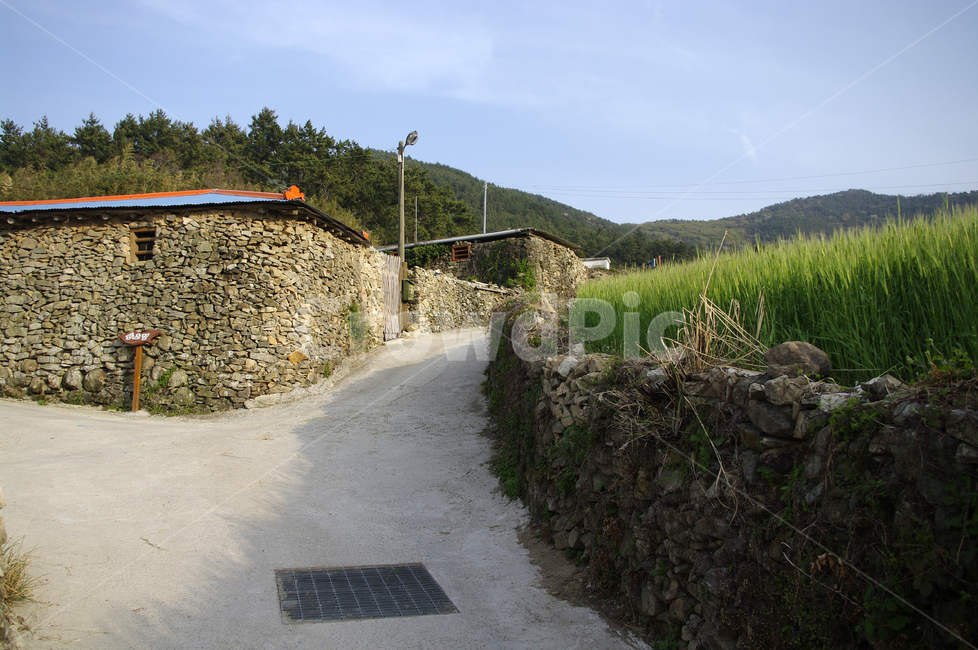 청산도,돌담길,돌담,집,길,보리밭,식물,plant,봄,spring,하늘,시골,마을,풍경,landscape,country,rural,town