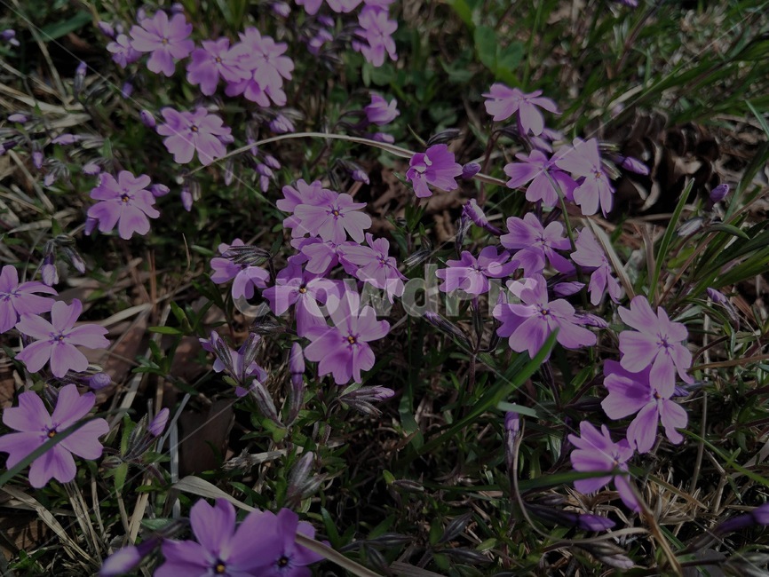 분홍꽃,꽃길,봄꽃,예쁜,봄,봄날,식물,자연,plants,nature,꽃,flower