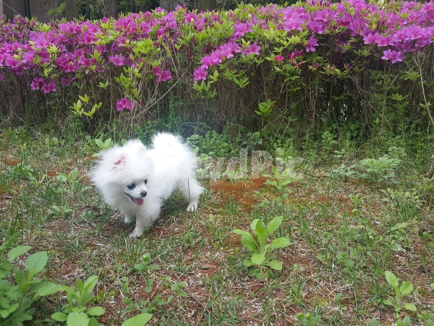 강아지,강아지산책,포메라니안,귀여운강아지,강아지꽃,동물,animal,포유류,mammal,개,강아지,dog,doggy