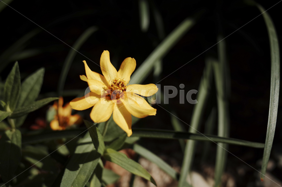 꽃,flower,식물,plant,green,초록,잎,들꽃,yellow,노란,노랑,노란꽃,노랑색,노란색,blossom