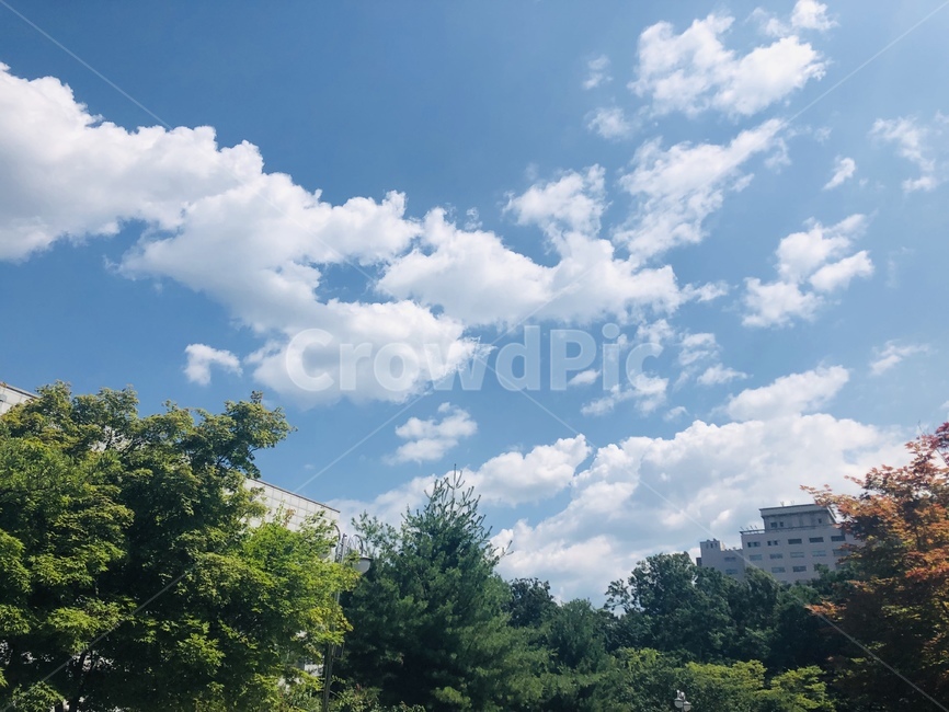 하늘,구름,자연,풍경,경치,맑은하늘,뭉게구름,도시,나무