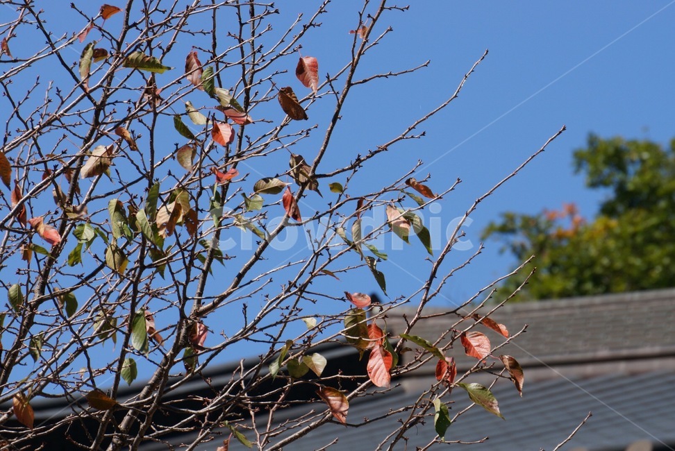 가을,가을날,autumn,나뭇가지,단풍,앙상한,자연,가을나무
