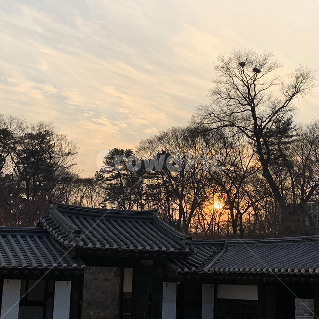 창경궁,궁궐,한국,전통,기와,하늘,노을,지붕,고궁,기와집,한옥,가을,처마,조선,역사,코리아,나무,해질녘,서울,충경,seoul,korea,tree