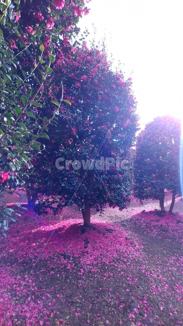 꽃,동백,동백꽃,flower,위미리동백군락지,겨울꽃,camellia,제주도,jeju,식물,자연,plants,nature,꽃,flower,나무,trees,wood