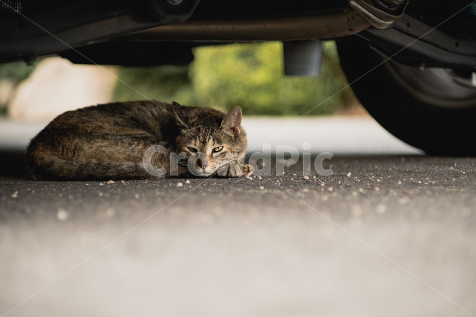 고양이,길고양이,길냥이,거리,cat,냥이,반려묘,색감,감성,활동적,감성적,한가함,잔잔함,동물
