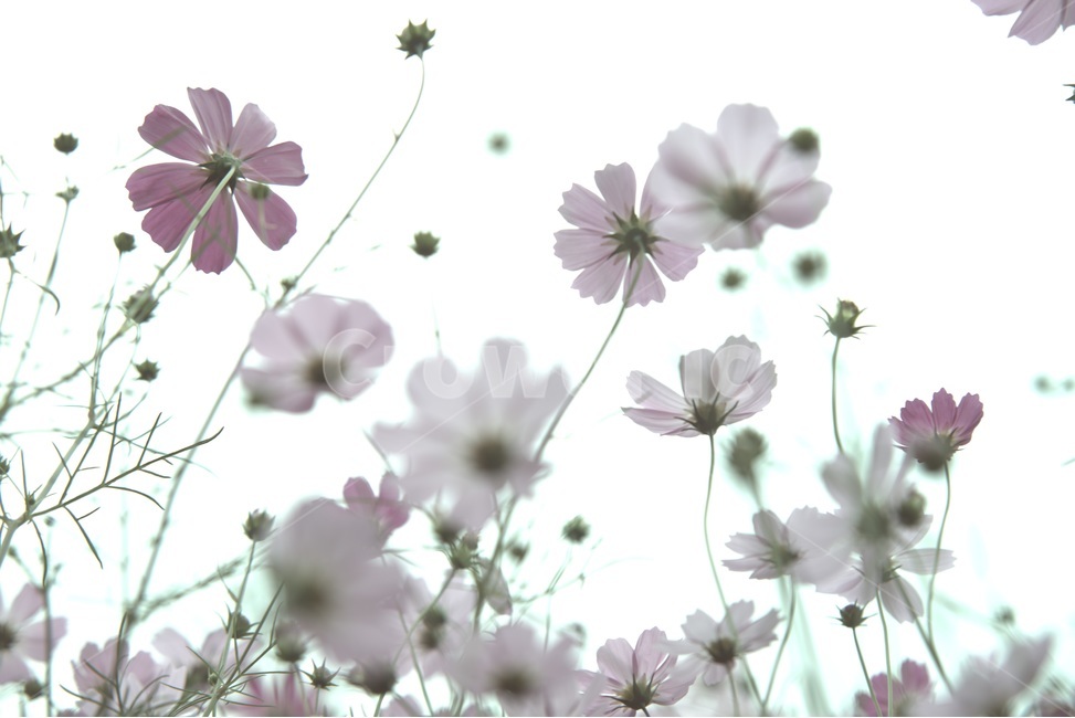 cosmos,가을,외로움,코스모스,쓸쓸함,찬바람,가을,계절,fall,autumn,season,식물,자연,plants,nature,꽃,flower,plant
