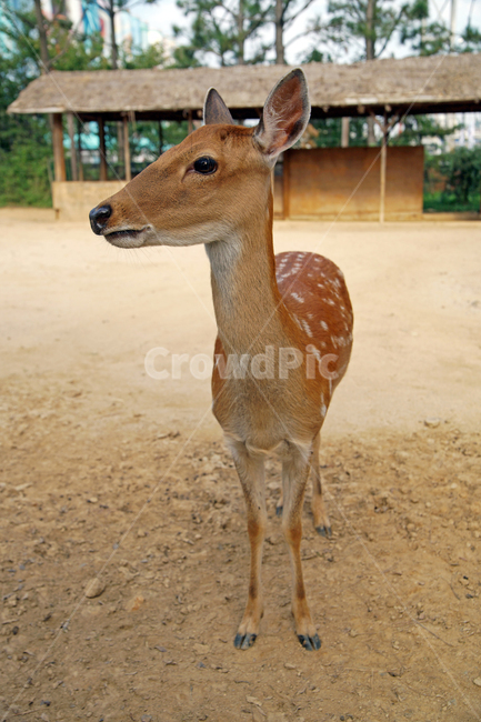 꽃사슴,사슴,동물,반점,월미공원,대륙사슴,매화사슴,포유동물,동물,animal,포유류,mammal