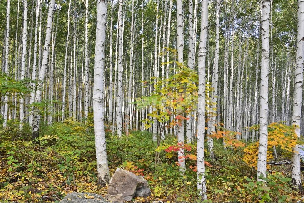 nature,자연,outdoors,옥외,강원도,인제,자작나무,인제가을,인제추색,인제자작나무,자작나무숲,인제자작나무숲,가을,계절,fall,autumn,season,자연,풍경,nature,landscape,식물,plants,나무,trees,wood