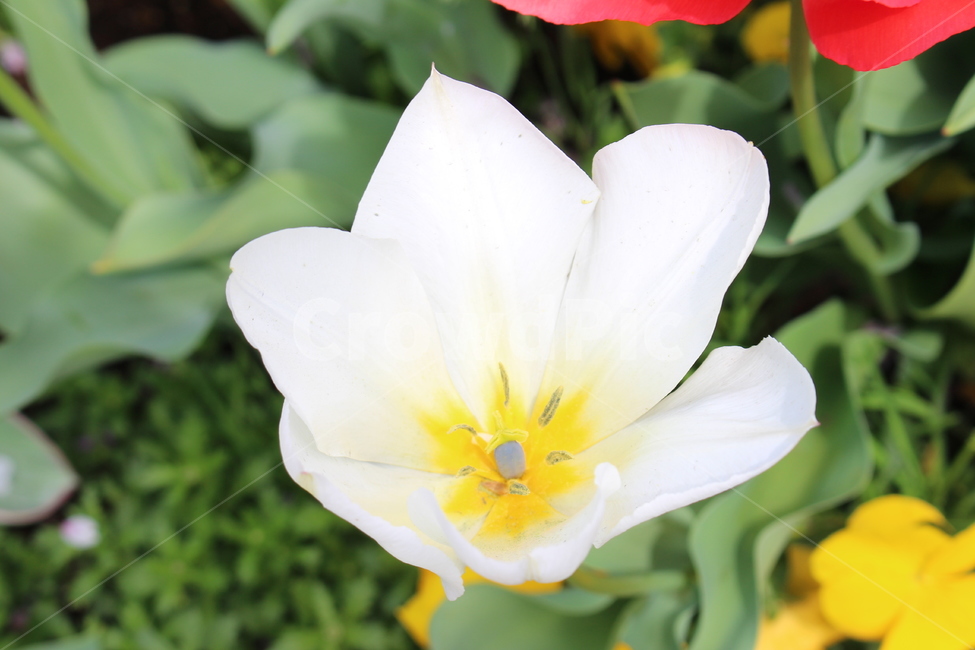 꽃,식물,자연,자연물,감성,flower,nature