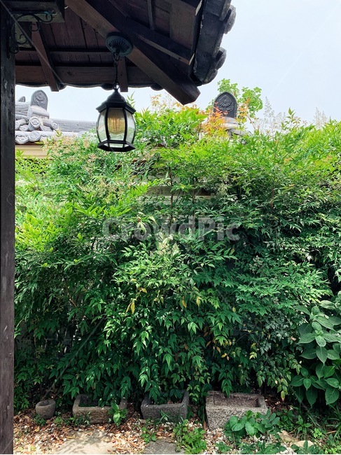 한옥,처마,풍경,정원,봄,식물