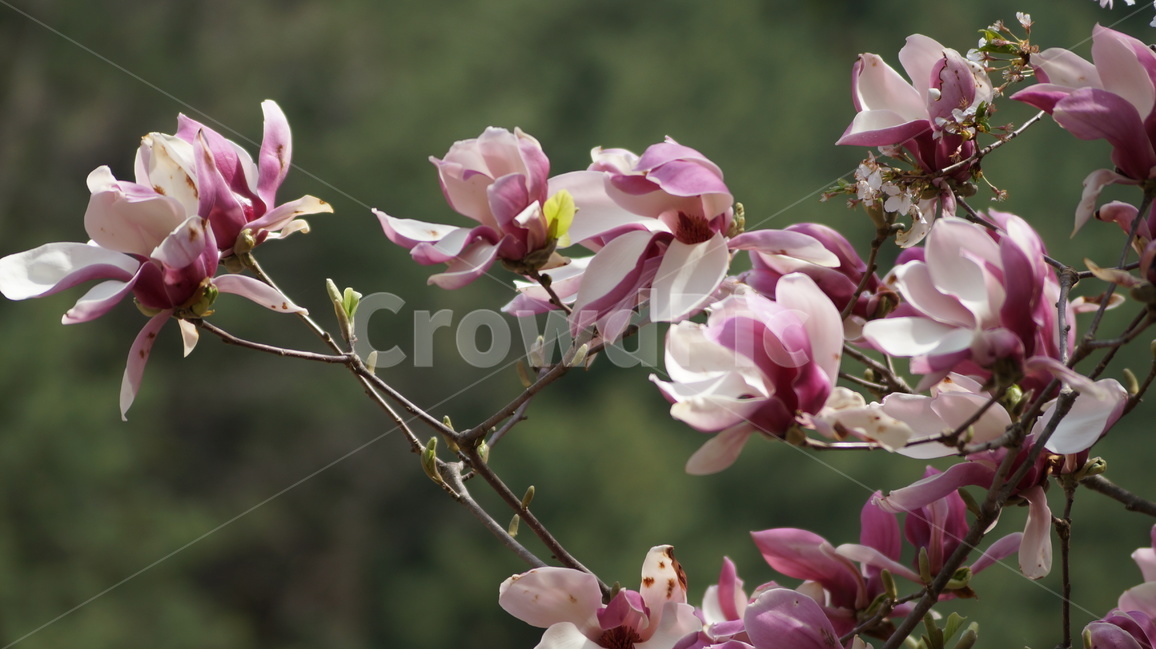 꽃,봄꽃,자연,풍경,목련,봄,계절,spring,season,식물,자연,plants,nature,꽃,flower,plant,blossom