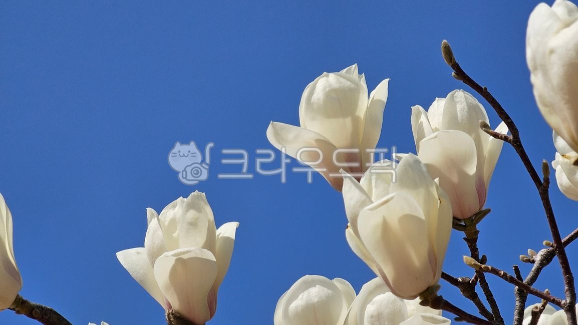 sky,nature,magnolia flower,spring flowers,spring,magnolia,petal,outdoors,plant,season,tree flower