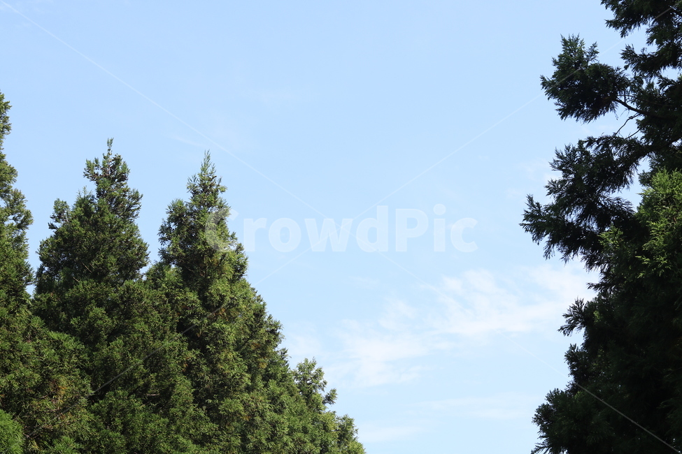 나무,하늘,구름,자연,힐링,풍경,하늘색,초록색,자연,풍경,nature,landscape,tree,plant,식물,fir,전나무