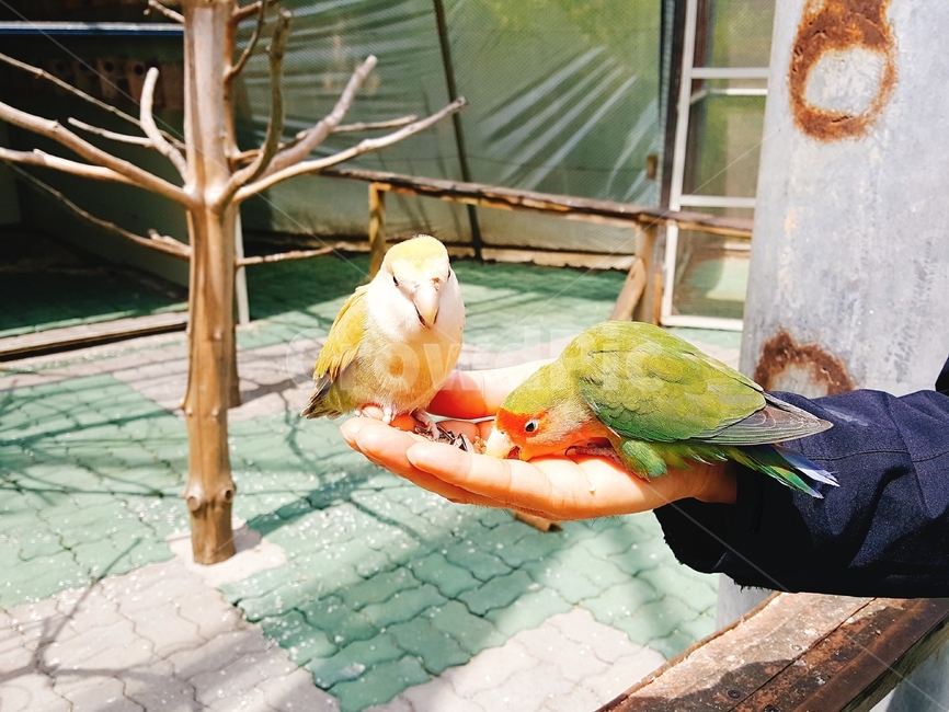 앵무새,새,bird,동물,두마리,손,모이주는,조류,새,birds
