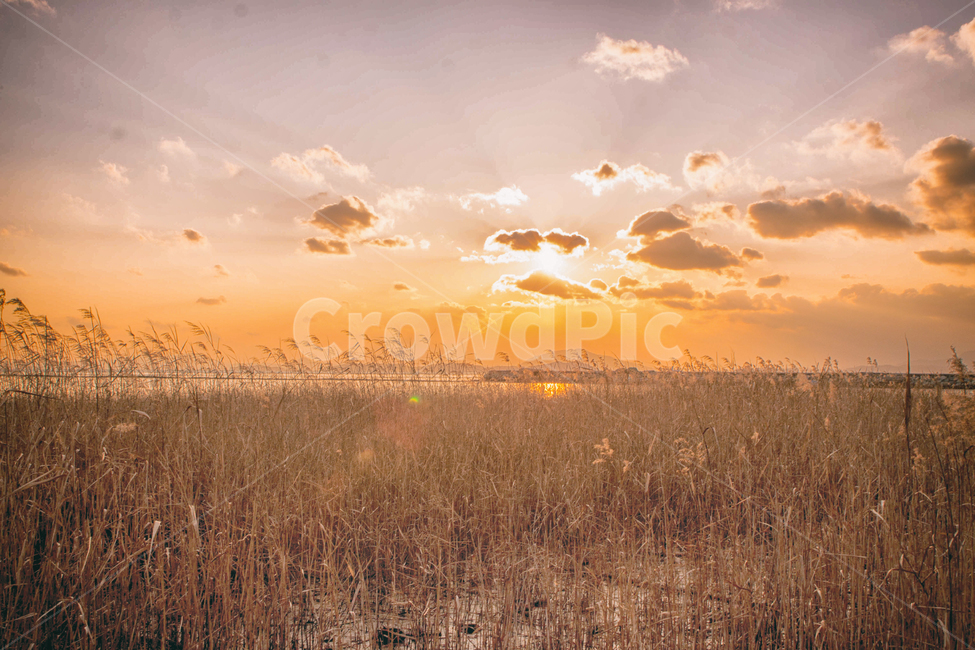 바다,일몰,갯벌,만,풍경,자연,하늘,구름,태양,해,햇빛,해안,바닷가,갈대,sea,sunset,sunfall,sunlight,bay,nature,landscape,sky,cloud,sun,항구,port,자연,풍경,nature,landscape,색깔,색상,색채,색감,color sense,color sensitivity,feeling of color,plant,식물,grass,잔디,outdoors,옥외