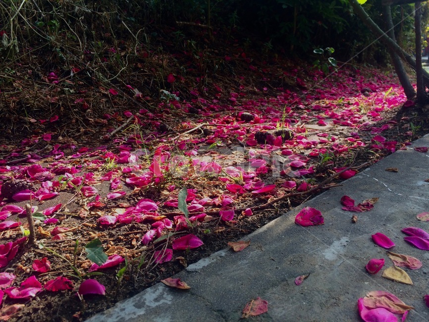 장미,꽃,여름,접사,summer,rose,꽃,flower