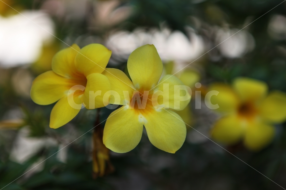 꽃,노랑색,열대꽃,필리핀,자연,배경,식물,자연,plants,nature,꽃,flower