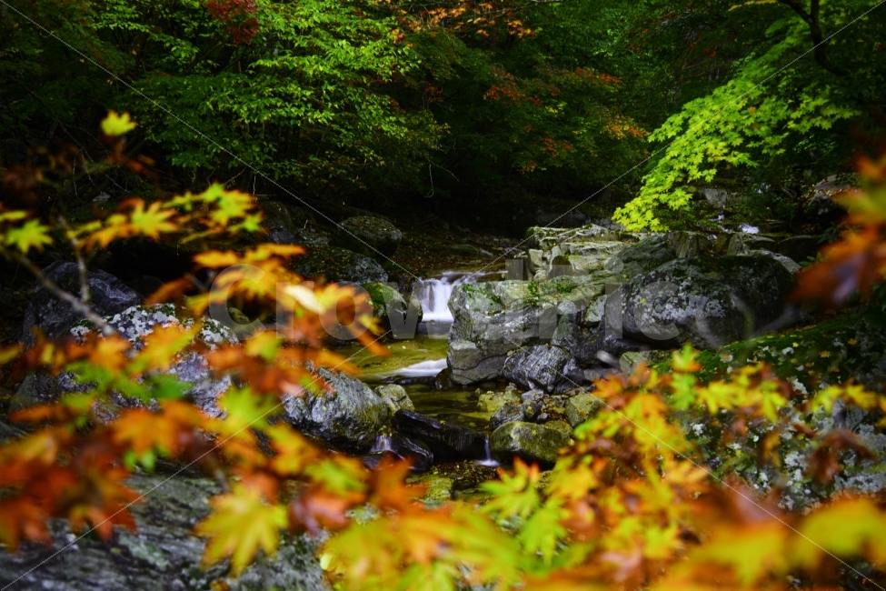 가을,단풍,게곡,물,청정,초록,돌,가을,계절,fall,autumn,season,자연,풍경,nature,landscape,한국자연풍경,한국자연경관,korea nature landscape,leaf,잎,plant,식물,water,outdoors,옥외,tree,나무