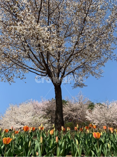 튤립,벚꽃,봄,꽃,자연,spring,flower,tulip,cherryblossom,桜花,桜,チューリップ,春,花,하늘,sky,봄,계절,spring,season,식물,자연,plants,nature,나무,trees,wood,plant,blossom