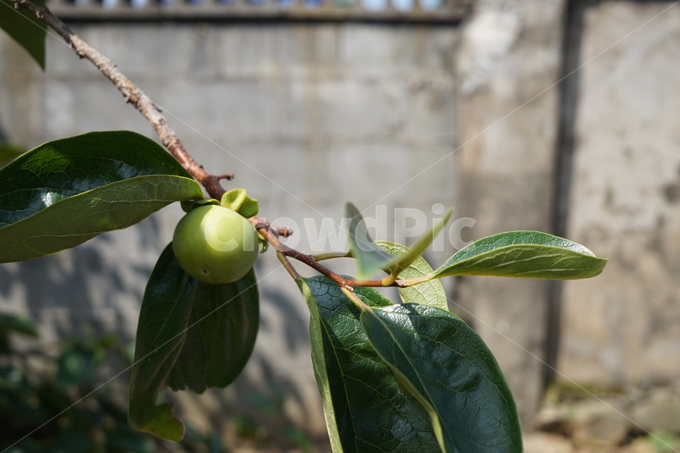 감,여름,감나무,잎,시골,담,초록,과일,열매,fruit