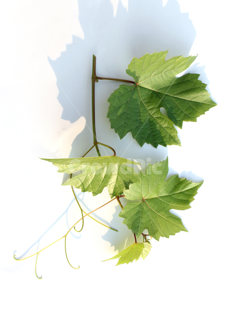 branch,closeup,detail,fresh,grape,grapeleaf,green,leaf,leaves,natural,nature,plant,가지,나뭇가지,클로즈업,디테일,신선한,포도잎,포도줄기,줄기,잎,잎사귀,나뭇잎,그린,녹색,자연,식물,흰배경,초록색,식물,자연,plants,nature,누끼,remove background