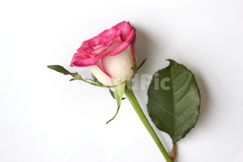 꽃,장미,장미꽃,핑크,생화,rose,flower,pink,신선한,green,leaf,leaves,녹색,그린,잎,나뭇잎,장미잎,탑앵글,식물,사랑,로맨스,love,romantic,한송이,one,꽃,flower,누끼,remove background