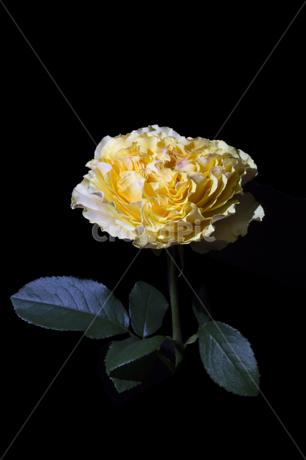plant,식물,flower,blossom,꽃,노란꽃,yellowflower,식물,자연,plants,nature,꽃,flower