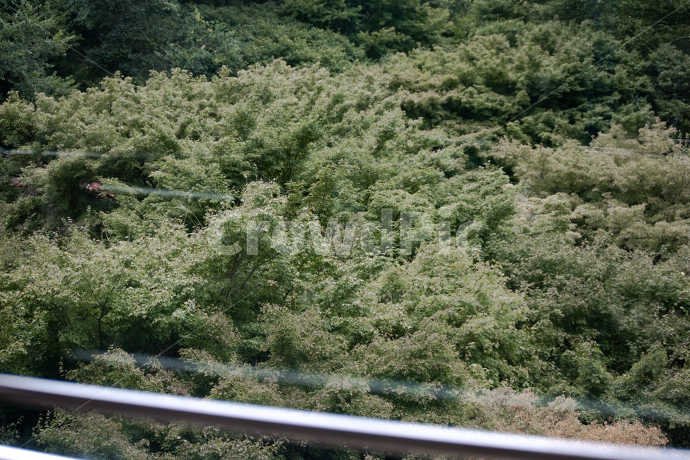 자연,풀,산,숲,나무,초록,케이블카,nature,tree,forest,mountain,green