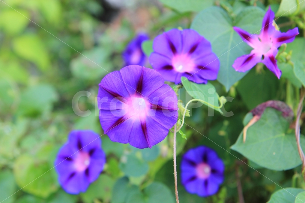꽃,나팔꽃,풍경,보라색,보라빛,식물,자연,plants,nature,꽃,flower