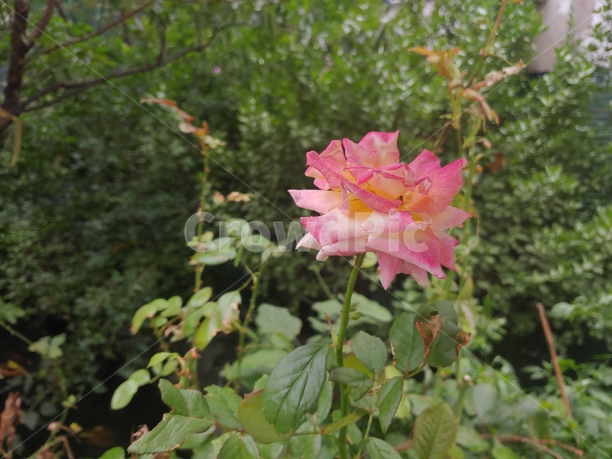 꽃,rose,blossom,식물,flower,장미,무드,분홍장미,분홍색꽃,핑크장미,pinkrose