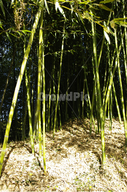 대나무,댓잎,숲,빛,식물,식물,자연,plants,nature,나무,trees,wood