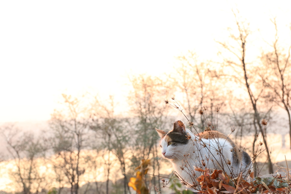 고양이사진,동물사진,감성사진,노을지는사진,고양이,가을,계절,fall,autumn,season,동물,animal,포유류,mammal,고양이,cat,kitten,kitty