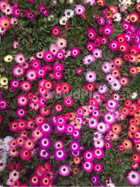꽃,자연,식물,flower,nature