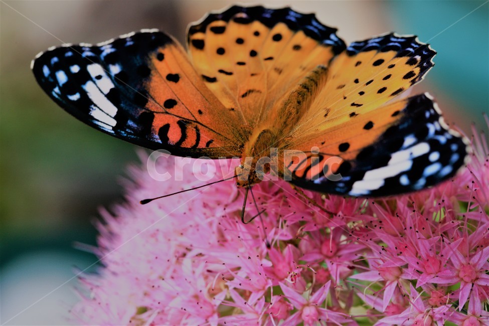 꽃,나비,가을,곤충,butterfly,식물,자연,plants,nature,꽃,flower,곤충,벌레,insect,bug