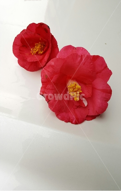 겨울,꽃잎,동백꽃,붉은색,감성,꽃,flower