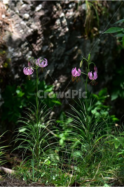 솔나리,야생화,식물,자연,꽃,생태,힐링,플라워,wildflower,flower,plants,nature,season,감성,느낌,emotion,feeling,백합목,백합과,여름,백합속,분홍색,여러해살이풀,식물,자연,plants,nature,꽃,flower