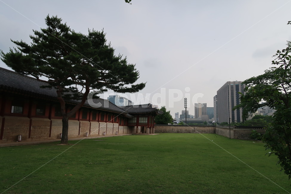 경복궁,한국,전통,동양풍,건물,자연,컬러,gyeongbokgungpalace,korea,traditional,orientalstyle,buildings,nature,tree,plant,stone,color,조선시대,궁궐,한국전통,한국문화,korean traditional,korean culture