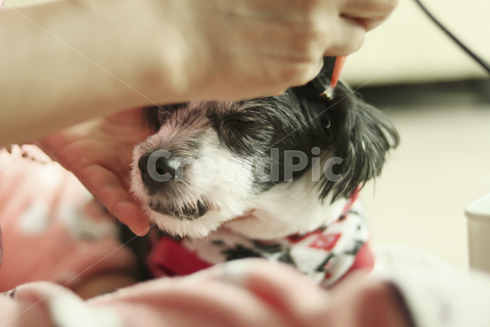 애견미용,강아지,바둑이,미용,반려견,개,얼굴,가족,동물,dog,animal,동물,animal,포유류,mammal,개,강아지,dog,doggy