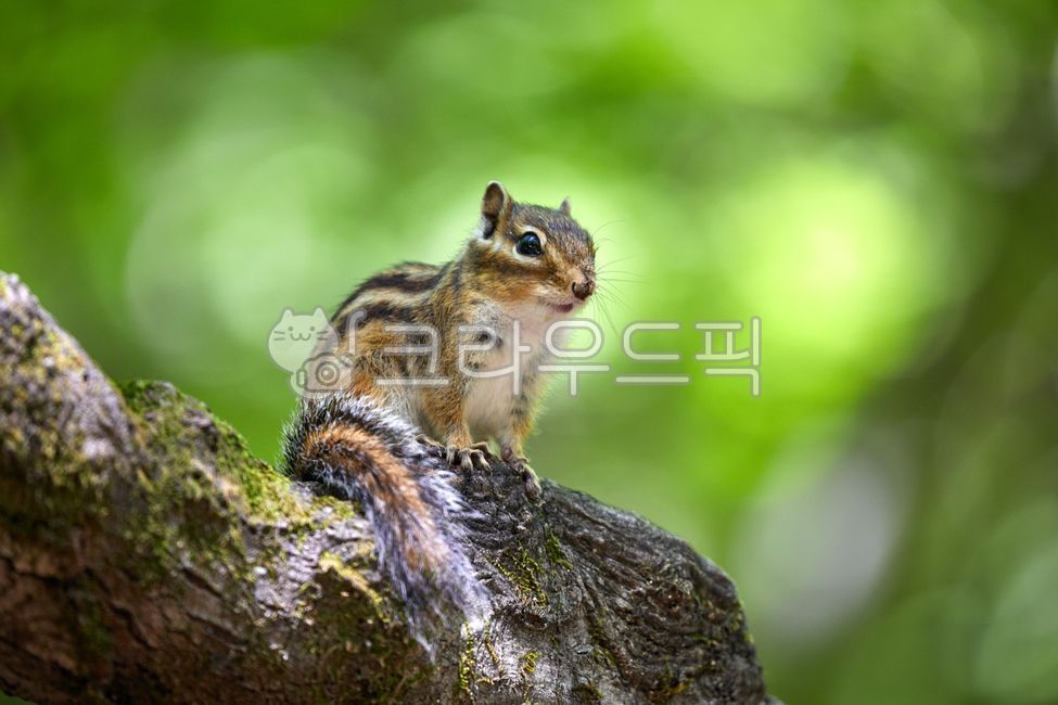 wildanimals,tree,treebrown,wild animals,brown,small animals,squirrel,mammals,spottedsquirrels,chipmunk,animal,wild beast,smallanimals,animals,brownmammals,wild,mammalia,squirrels