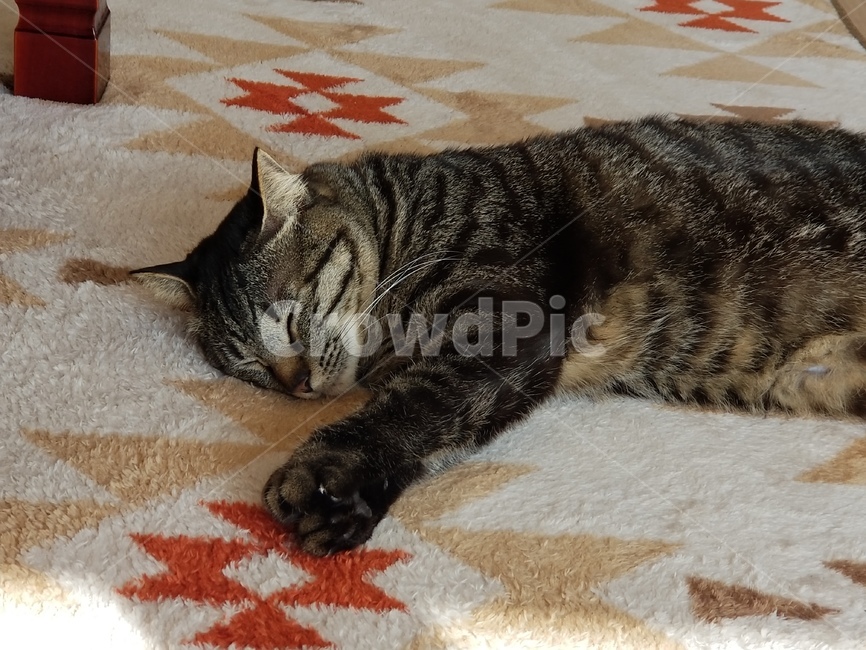 야옹이,자는고양이,잠자는고양이,펫,고양이자는모습,냥이,잠자는냥이,동물,pet,애완동물,cat,고양이
