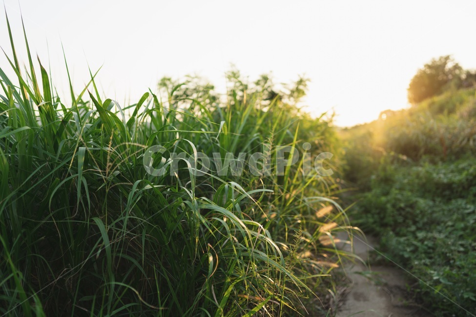 풀,자연,공원,노을,햇빛,plant,식물