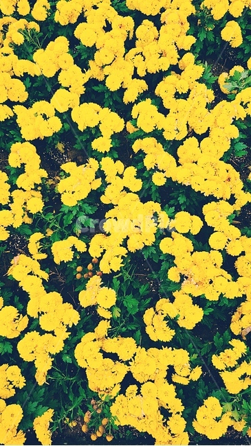 plant,식물,blossom,flower,꽃,국화,국화꽃,민들레,민들레꽃,yellow,꽃길,봄,spring,가을,꽃,flower