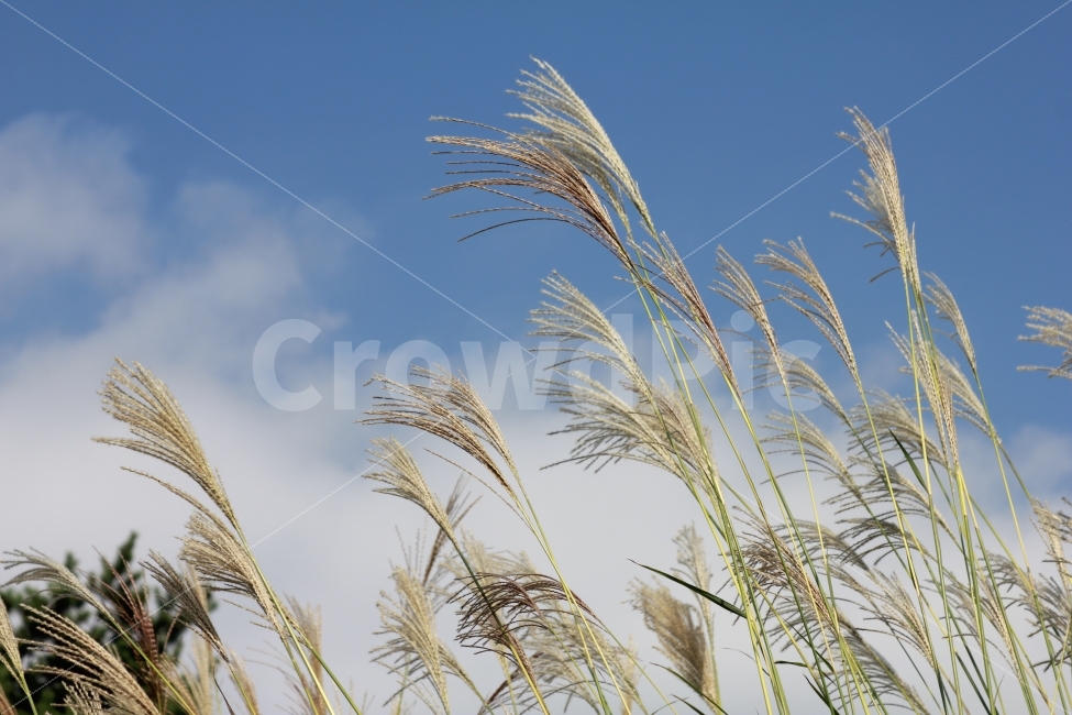 갈대,하늘,감성,데이트,무료,푸르름,배경,ppt,식물,자연,plants,nature,가을,계절,fall,autumn,season,grass,잔디,plant,lawn