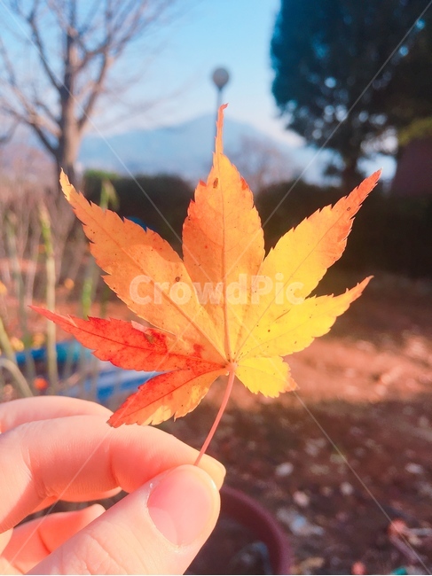 sunny day,Maple leaf,tree leaves,Brightly colored,autumn